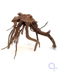 Dunkle Moorwurzel - 2