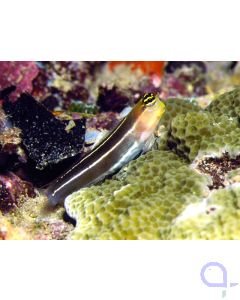 Ecsenius lineatus - Gestreifter Blenny