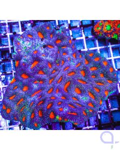 Acnthastrea echinata Blau Rot Ausschnitt