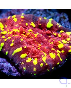 Echinophyllia - Goldmeister - Detail