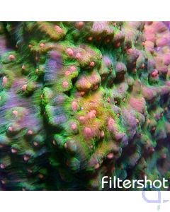 Echinophyllia aspera - Red-Orange-Yellow Eyes - Ableger bis XL