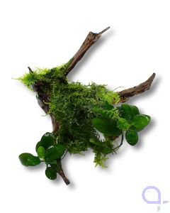 Flußwurzel - Bepflanzt - wysiwyg - 