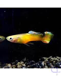 Endler Guppy - Paar- Yellow Saddleback Gold - Wysiwyg - Rarität - Männchen