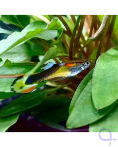 Endler Guppy - Paar- Yellow Saddleback - Männchen Ansicht
