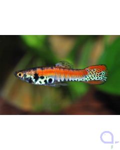 Endler Guppy -Paar- Roter Tiger - Poecilia wingei
Bildrechte Frank Schenk