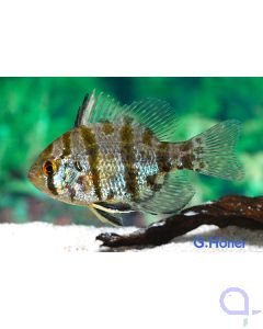 Scheibenbarsch - Enneacanthus chaetodon