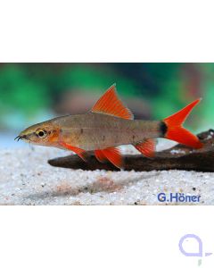 Grüner Fransenlipper - Epalzeorhynchos frenatum - Korallenlabeo