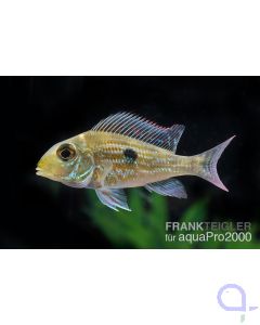 Geophagus sveni Rio Araguaia - Svens Erdfresser 