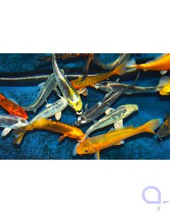 Koi Mix Ghost 8-11cm - Cyprinus carpio