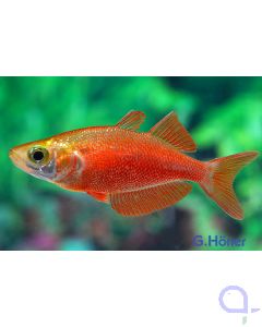 Lachsroter Regenbogenfisch - Glossolepis incisus 