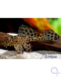 L165 - Wabenschilderwels - Pterygoplichthys gibbiceps
