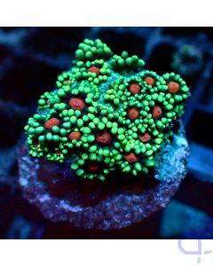 Goniopora -Premium Bicolor - Detail