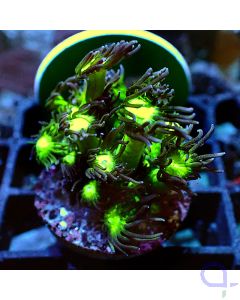 Goniopora - Bicolor #GN45