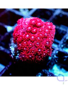 Goniopora - Bordeaux