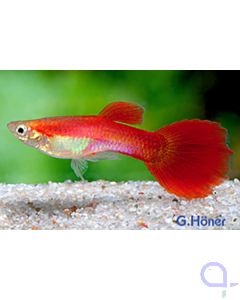 Guppy Flamingo Rot Männchen - Poecilia reticulata