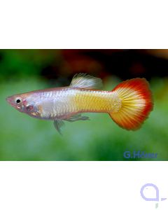 Guppy Flamme Männchen - Poecilia reticulata