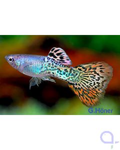 Guppy Mosaik Männchen - Poecilia reticulata