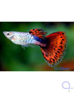 Guppy Cobra Rot Männchen - Poecilia reticulata