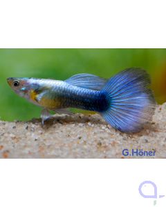 Guppy Diamant Männchen - Metallic blue - Poecilia reticulata