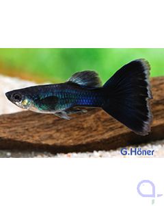 Guppy Tuxedo-Schwarz - Poecilia reticulata 