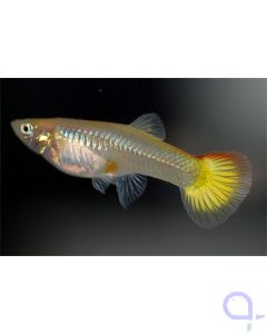 Guppy Weibchen Flame - Poecilia reticulata