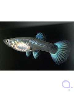 Guppy Weibchen Diamant - Silberblau - Poecilia reticulata