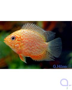 Augenfleck-Buntbarsch - Heros severus - Red spotted