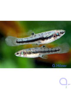 Zwergkärpfling - Heterandria formosa