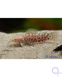 Gemalter Schwielenwels albino - Megalechis thoracata