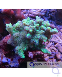 Hydnopora Grün