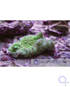 Hydnophora pilosa Grün