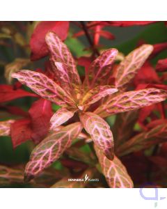 Hygrophila polysperma Sunset