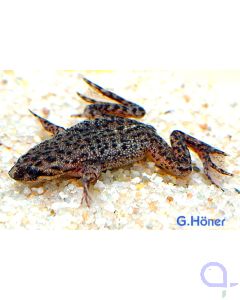 Zwergkrallenfrosch - Hymenochirus boettgeri