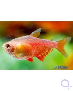 Roter von Rio Gold - Hyphessobrycon flammeus