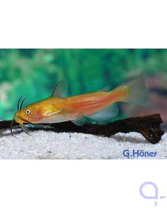 Zwergwels - Katzenwels - Ameiurus nebulosus