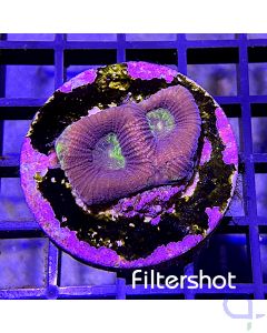 Plesiastrea - Dragon Soul - Filtershot