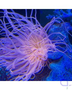 Cerianthus  Zylinderrose - ULTRA pink / orange