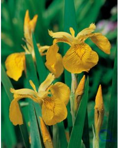 Iris pseudacorus - Sumpf Schwertlilie - Gelb