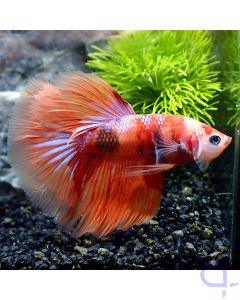 Kampffisch Halfmoon - Pinkish Nemo - Betta splendens - Fullbody