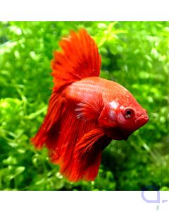 Kampffisch Rosetail - Red Rose - Betta splendens - VvH