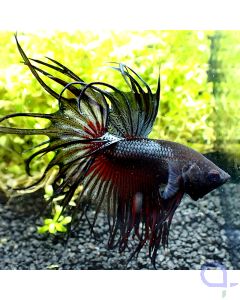 Kampffisch Crowntail - Black Beauty - Betta splendens - VvH1