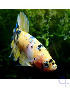 Kampffisch Plakat -Yellow Nemo - Betta Splendens 