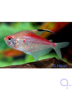 Rotrücken-Kirschflecksalmler