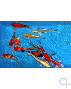 Koi Mix 25-30 cm - Cyprinus carpio