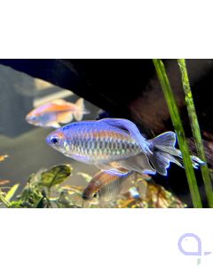 Blauer Kongosalmler - Phenacogrammus interruptus