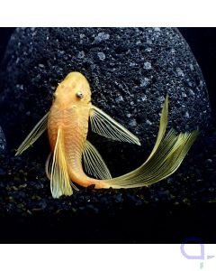 L144 - Gelber Schleier Antennenwels - Blau Auge - Ancistrus sp