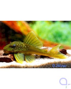 L200 - Goldgrüner Phantomwels - Hemiancistrus subviridis 