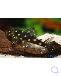 L201a / L471 - Orinoco Engelsharnischwels - Hypancistrus