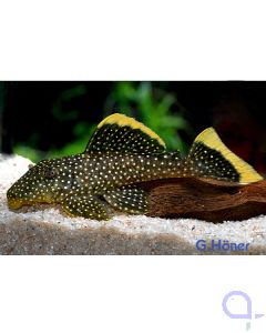 L81 - Gelbsaumwels - Baryancistrus xanthellus