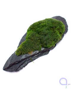 Bewachsener Slate Rock - Ansicht